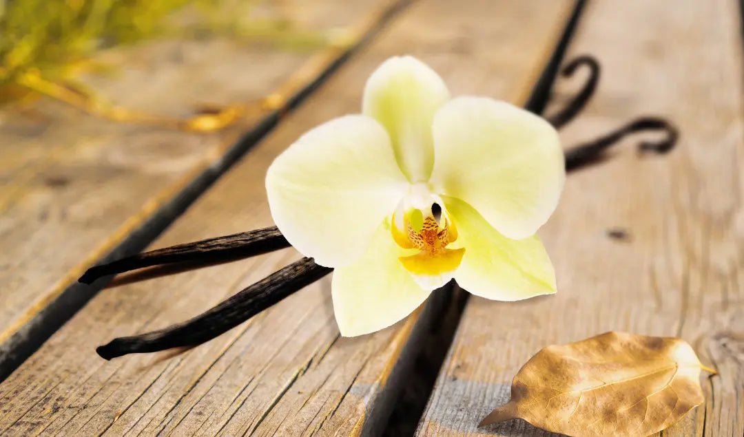 Vanilla - Shop For Perfumes